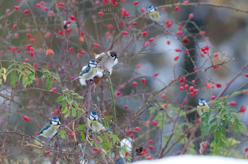 Blue tit, tree sparrow, dog rose, parus caeruleus, passeri, plants, snow, songbirds, sparrow, sparrow, sparrow, sparrow, sparrow, sparrow, sparrow, sparrow, sparrow, sparrow, sparrow, sparrow, sparrow, sparrow, sparrow, sparrow, sparrow, sparrow, birds