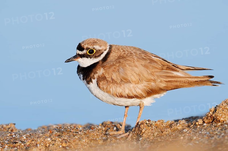 Little Ringed Plover (Charadrius dubius), North Rhine-Westphalia, Germany