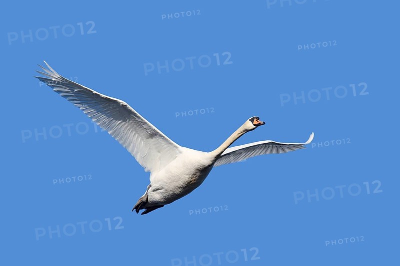 Mute swan (Cygnus olor), in flight, North Rhine-Westphalia, Germany