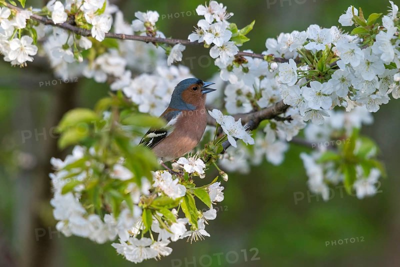 Chaffinch, Fringilla Coelebs, Fruit Tree Blossoms, Birds, Call, Spring, Song, Male, Passeri, Call, Singing, Songbirds, Jump, Birds