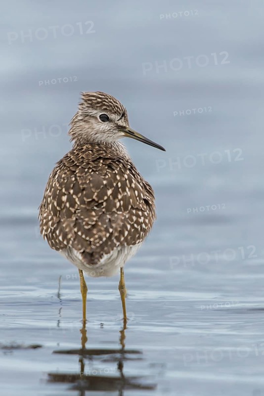 Bruchwassersträder, tringa glareola, wood sandpiper, birds, charadriiformes, high size, portrait format, limikolen, snipe birds, scolopacidae, birds, waders, waders