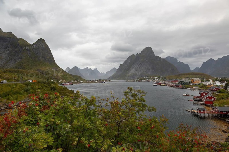 Wide view of Reinefjorden with autumnal rowan trees in the foreground, Reinebringen mountain on the left and the village of Reine in front of the pointed Olstinden, Reine, Lofoten, Norway