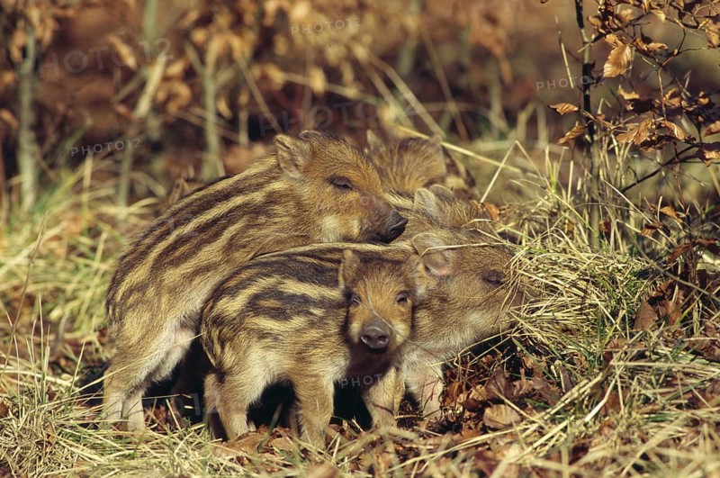 Animals, Mammals, Young Boars in the Forest/Sus crofa/Wild boar, Frischlinge, Piglets, Germany
