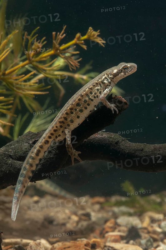 Italian newt, Italian water newt, Lissotriton italicus, Triturus italicus, amphibians, caudata, high size, upright format, amphibians, male, newt, tailed amphibians, water newts