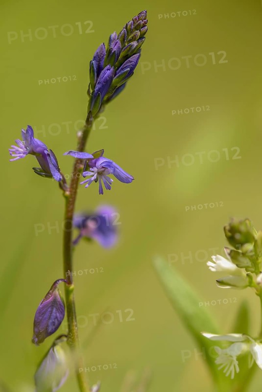 Common cruciferous, common cruciferous, cruciferous, cruciferous, cruciferous plant, polygala vulgaris, polygalaceae, common milkwort, flora, high size, vertical format, plants, plants