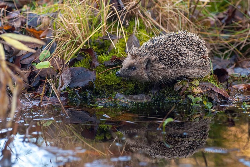 Erinaceus europaeus, hedgehog, insectivora, insectivora, insectivora, mammals, prickly, mammals
