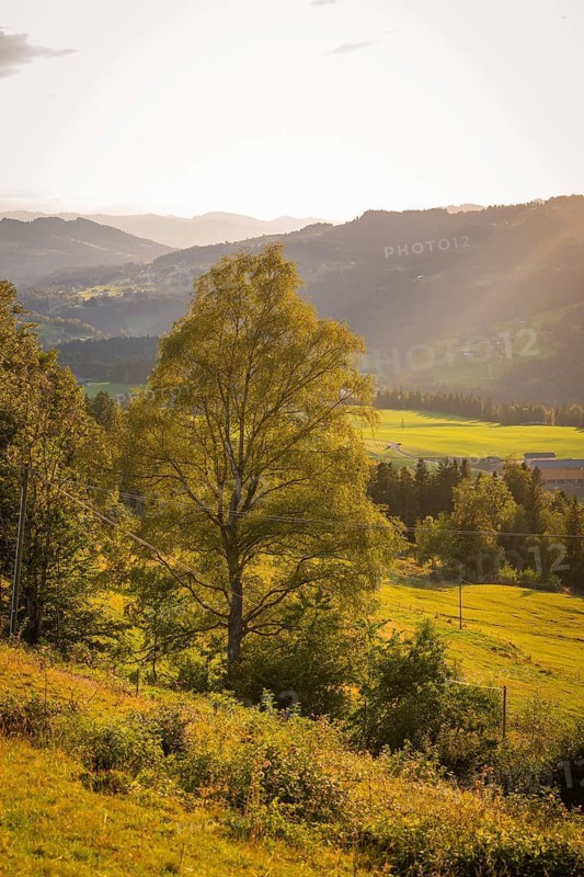 A single tree is at the center of a hilly landscape at sunset, Oberstaufen region, Allgäu, Bavaria, Germany