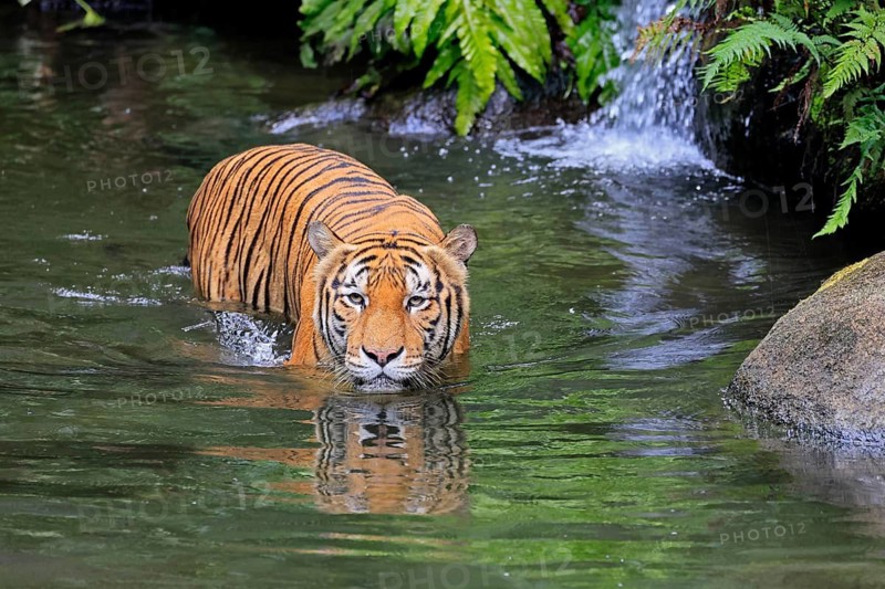 Malaysia tiger (Panthera tigris jacksoni), adult, in water, alert, Malaysia, Southeast Asia