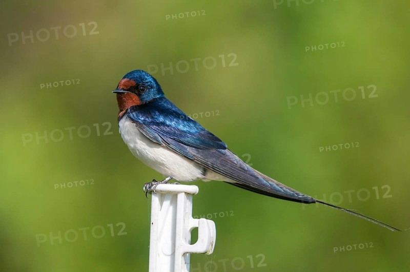 Hirundo rustica, house martin, swallow, birds, passeri, swallows, songbirds, songbirds, birds