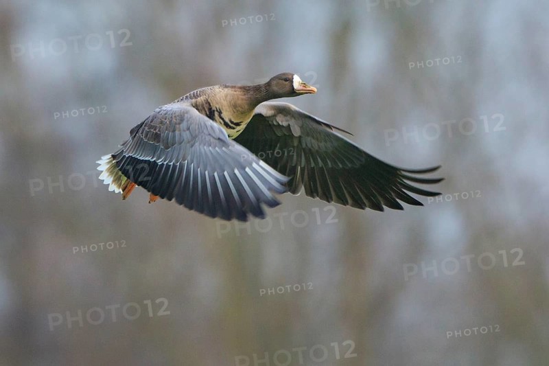 Greater White-fronted Goose (Anser albifrons) flying, North Rhine-Westphalia, Germany