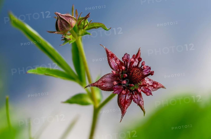 Blood Eye, Comarum Palustre, Potentilla Palustris, Rosaceae, Rose Family, Swamp Blood Eye, Flora, Marsh Cinquefoil, Plants, Purple Marshlocks, Swamp Cinquefoil
