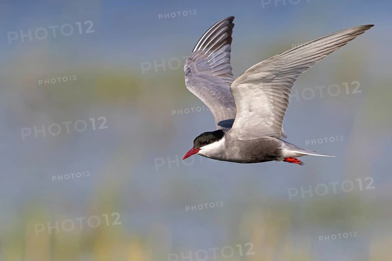 White-bearded Tern, (Chlidonias hybridus, Chlidonias hybrida, family of terns, flight, biotope, habitat, foraging, prey, dive, hunting fish, Lake Neusiedl, Illmitz, Burgenland, Austria