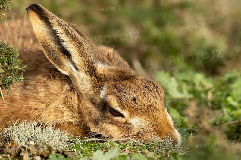 European brown hare (Lepus europaeus) adult animal resting in grassland, England, United Kingdom