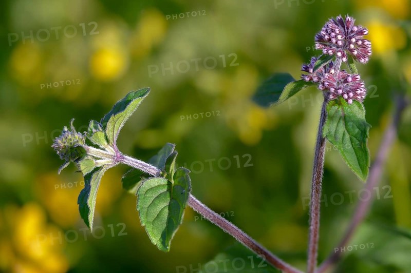 Lamiaceae, mint, mentha aquatica, water mint, water mint, flora, mint, plants