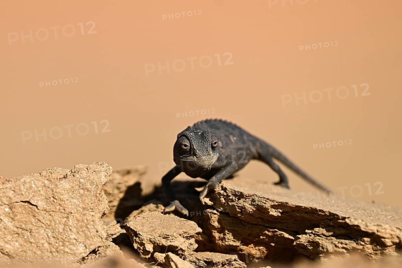 Desert chameleon, Namaqua chameleon (Chamaeleo namaquensis), Namib Desert near Swakopmund, Namibia