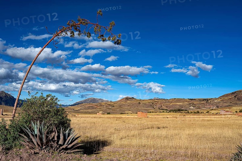 Agaves with inflorescences in front of a farmland plain in the highlands (Agave cordillerensis), Maras, Urubamba Valley, southern Peru, Peru, South America