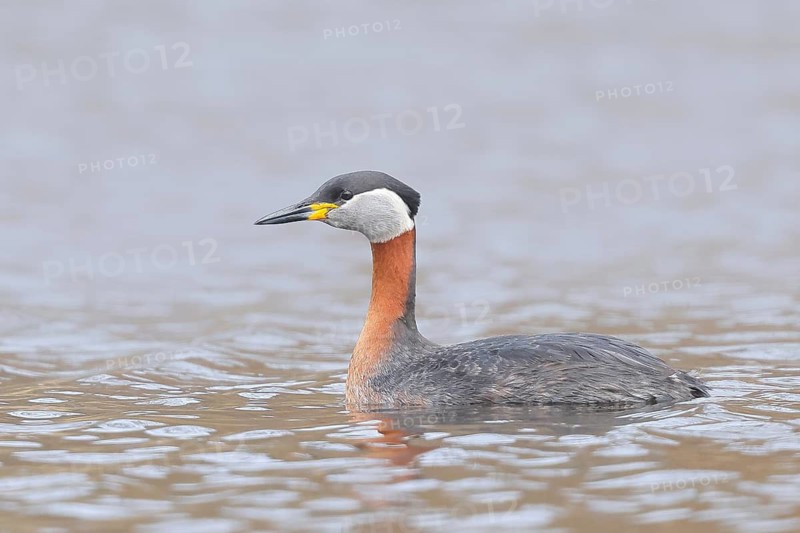 Red-necked Grebe (Podiceps grisegena) grebe, shallow water zone, wildlife, nature photography, Baltic Sea, Baltic Sea island of Fehmarn, East Holstein, Schleswig-Holstein, Germany
