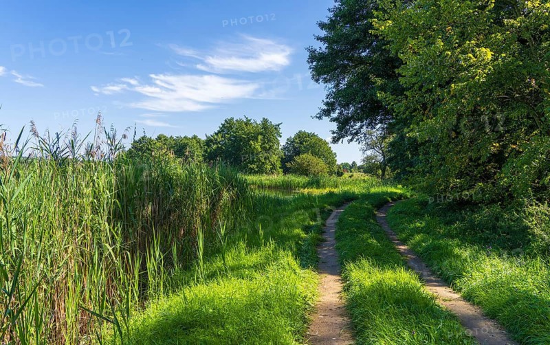 Landscape with lush green meadows and tall reed grass around the Heiligsee in the Uckermark, Brandenburg, Germany