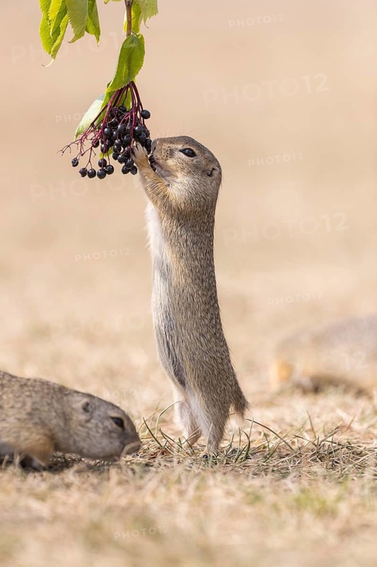 One European ground squirrel (Spermophilus citellus) or European souslik standing erected in dry grass and trying to catch some berries of European dwarf elder (Sambucus ebulus)