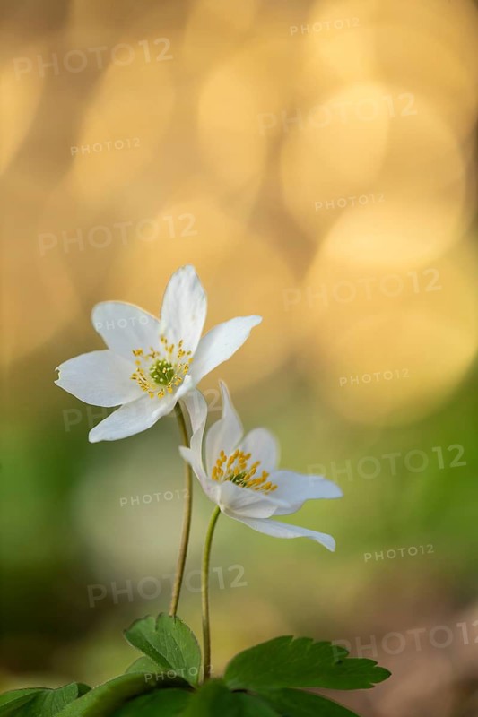 Blooming wood anemones (Anemone nemorosa), Vechta, Lower Saxony, Germany