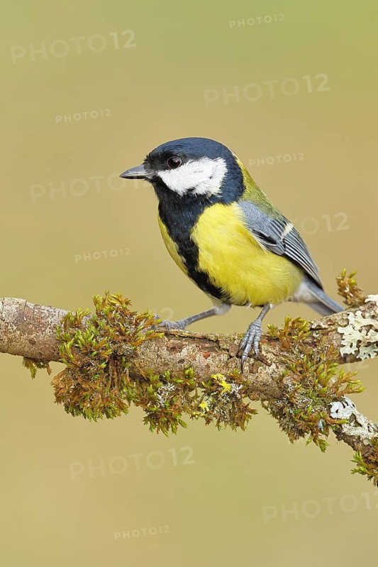 Great Tit (Parus major), perched on a branch covered in moss and lichen, wildlife, animals, birds, tits, Wilnsdorf, North Rhine-Westphalia, Germany