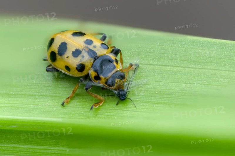 13-spotted lady beetle, thirteen-point ladybird, thirteen-spotted marsh ladybird, Hippodamia tredecimpunctata, thirteen spot lady beetle, beetle, coleoptera, insects, beetles