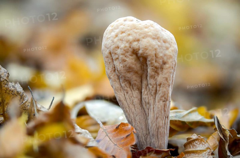Clavariadelphus pistillaris, large Hercules leg, Hercules leg, common club coral, fungi, fungus, mushrooms