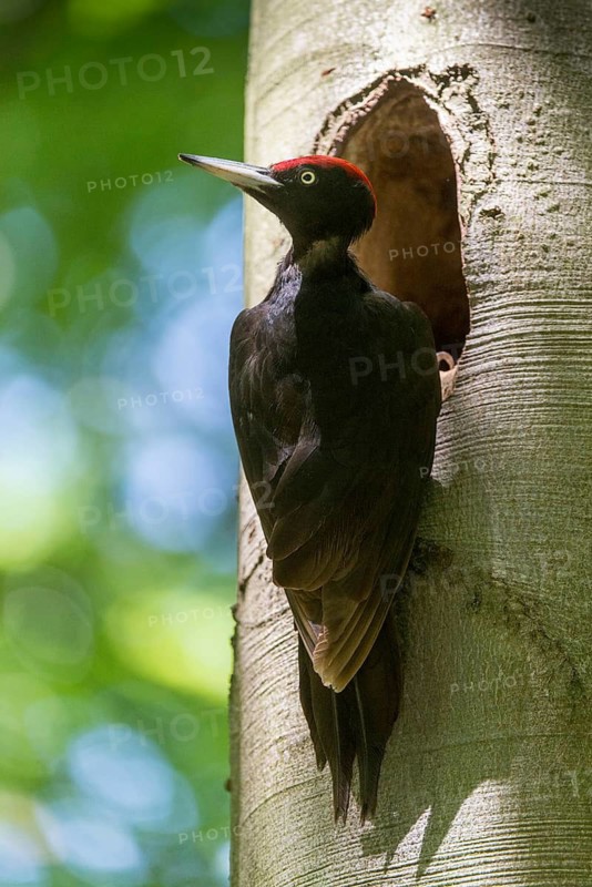 Black Woodpecker, Dryocopus Martius, Black Woodpecker, Birds, High Size, Portrait, Male, Piciform, Woodpecker, Birds, Woodpecker