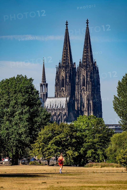 View from the Rhine Park on the right bank of the Rhine, Cologne-Deutz, Cologne Cathedral, summer, dried meadows, trees on the banks of the Rhine, North Rhine-Westphalia, Germany