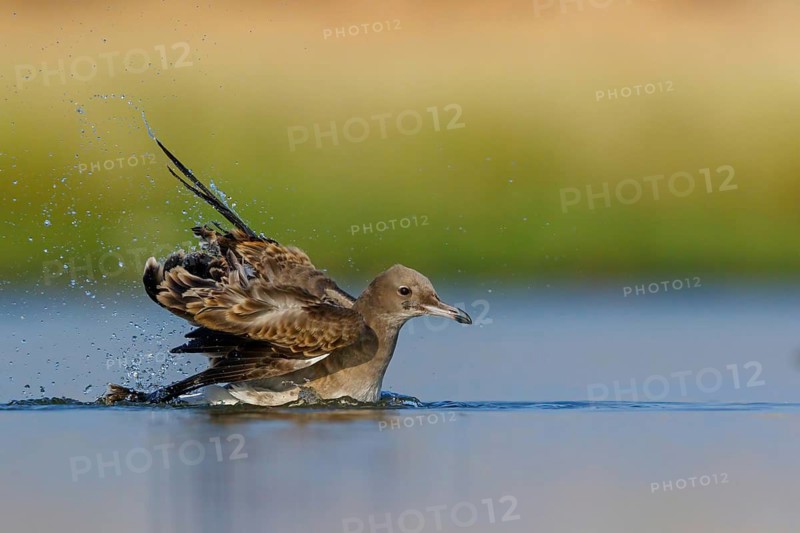 Hemprich's Gull, (Ichthyaetus hemprichii), (Larus hemprichii), Fish Eagle Gull Salalah, Raysut, Dhofar, Oman