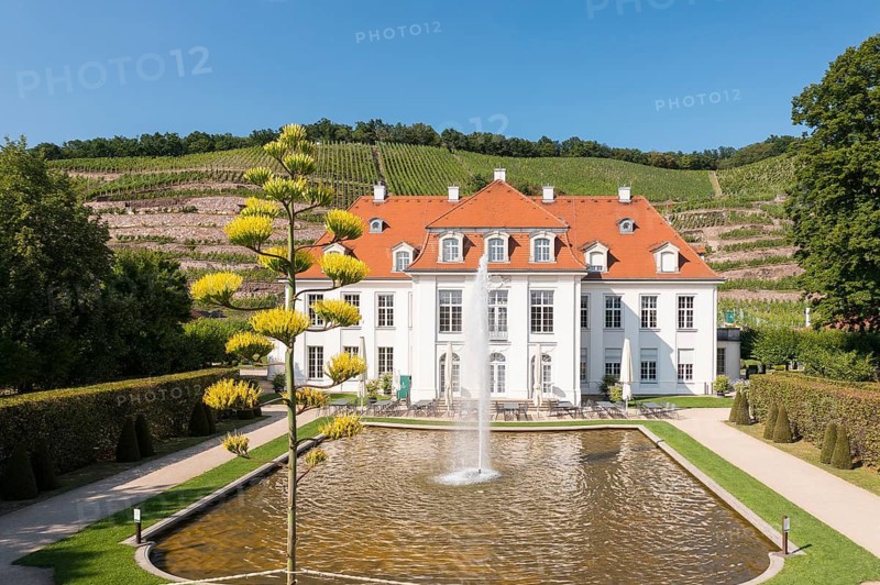 A rare natural spectacle can currently be seen at Wackerbarth Castle. An agave has an inflorescence about 7 m high and attracts many insects with its flowers. Radebeul, Saxony, Germany