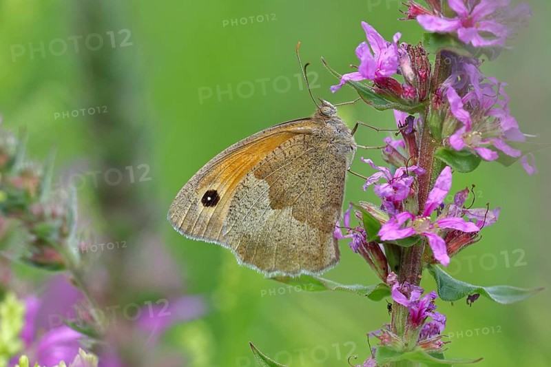 Meadow Brown (Maniola jurtina), feeding on nectar from a purple loosestrife (Lythrum salicaria) flower, Wildlife, insects, butterflies, diurnal butterflies, close-up, macro photography, Wilnsdorf, North Rhine-Westphalia, Germany