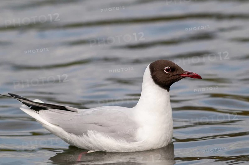 Black-headed gull, Chroicocephalus ridibundus, black-headed gull, Larus ridibundus, adult, birds, charadriiformes, adult, sexually mature, gulls, limicols, seagulls, birds