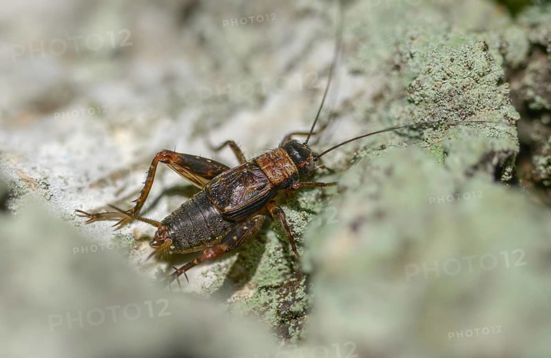 Nemobius sylvestris, forest crickets, ensifera, crickets, grasshoppers, insects, insects, long-feeler scares, wood cricket