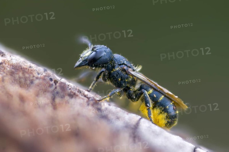 Common hole bee, common hole bee, hymenoptera truncorum, hymenoptera, hole bee, ridge-saddled carpenter bee, insects, insects