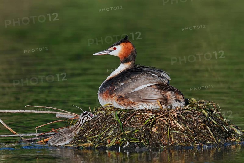 Great Crested Grebe (Podiceps scalloped ribbonfish) with chicks on the nest, North Rhine-Westphalia, Germany