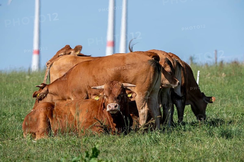 Cattle, bulls, young bulls, young cattle on a pasture, east of Paderborn, wind turbines, North Rhine-Westphalia, Germany