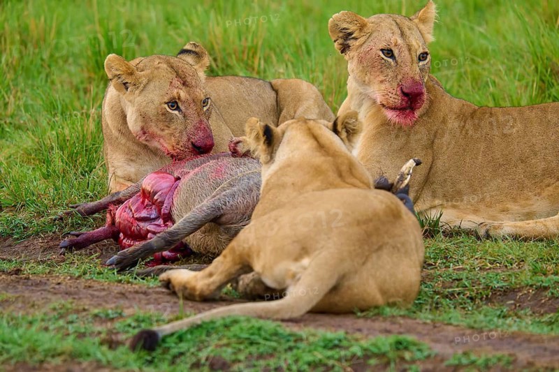 Three lions with bloodied mouths feed on their kill in the savannah: warthog (Phacochoerus africanus), lion (Panthera leo), Masai Mara National Reserve, Narok County, Kenya