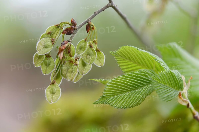 Mountain elm, ulmaceae, elm family, elm glabra, bellicose, wych elm, flora, fruit, plants, seeds