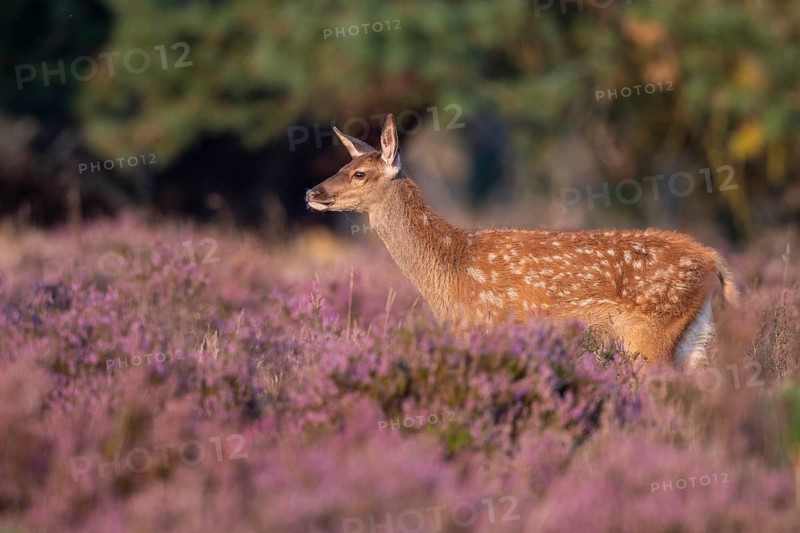 Red deer (Cervus elaphus), fawn, Hoenderloo, Gelderland, Netherlands