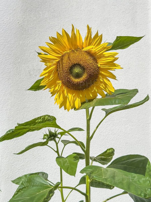 Sunflower in full bloom against white plastered house wall white background can be removed, international