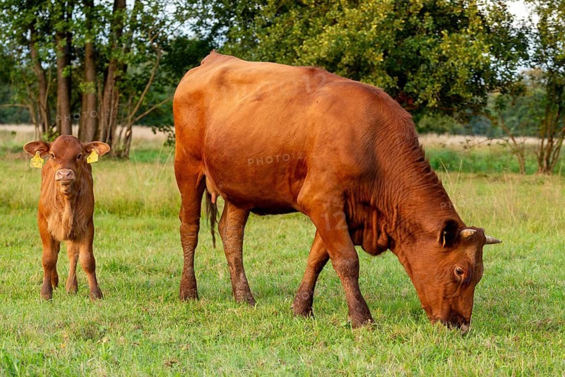 Artiodactyla, Bavaria, Bos Taurus sspec.5, cattle, even-toed ungulate, Höhenvieh, Upper Palatinate, cloven-hoofed, Rotes Höhenvieh, Tirschenreuth, Waldnaab, Waldnaabaue, wild willows Waldnaabaue, domesticated animals, extensive grazing, pet, mammals, cattle, mammals
