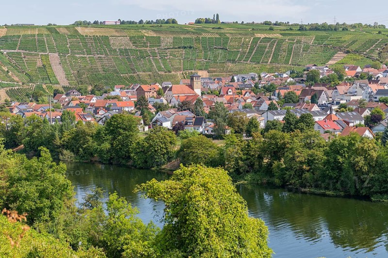 Mundelsheim am Neckar, Stuttgart metropolitan region, steep slopes, viticulture, Neckar valley, wine village, wine landscape, vineyards on the Neckar, vineyards, vineyard terraces, steep vineyard slopes, vineyard walls, historical view of town, village view, town center, half-timbered houses, historic buildings, banks of the Neckar, landscape, Swabian wine country, Baden-Württemberg, Germany