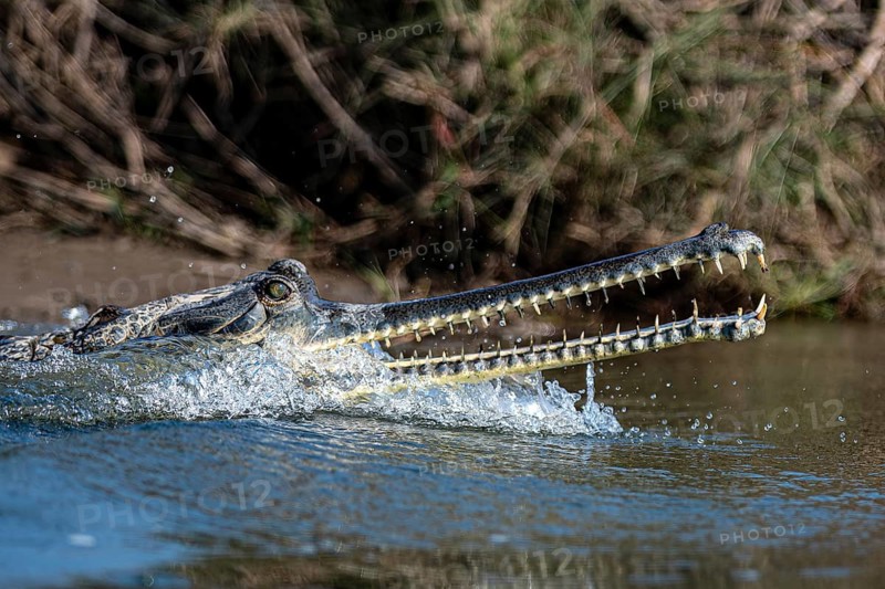 Head and snout of a Ganges gavial, also known as a gharial (Ghavialis gangeticus), Rapti River, jungle, Chitwan National Park, Nepal
