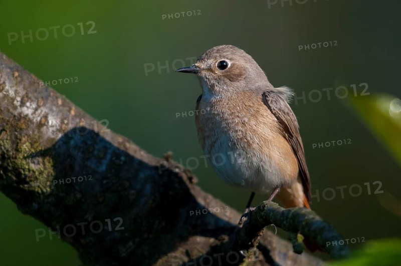 Garden redtail, Phoenicurus phoenicurus, redstart, birds, female, garden birds, passeri, songbirds, birds, female