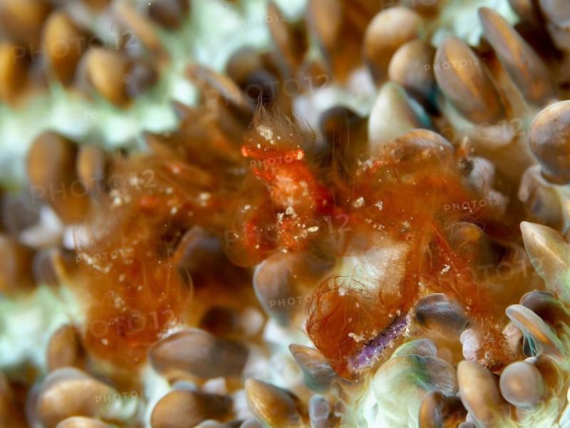 An orange crab, the orang-utan crab (Achaeus japonicus), on colourfully patterned coral formations, Gondol East dive site, Penyapangan, Bali, Indonesia