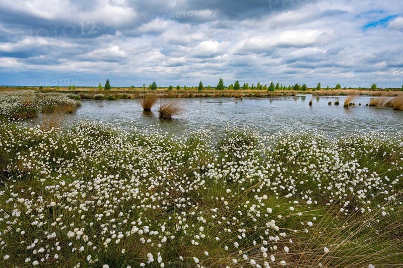A bog with cottongrass (Eriophorum vaginatum) in spring, Goldenstedt Moor, Goldenstedt, Lower Saxony, Germany