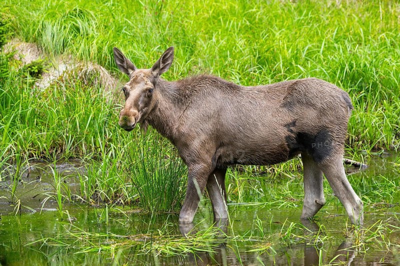 Eurasian elk (Alces alces) standing in a little swamp in early summer, Bavarian Forest, Bavaria, Germany