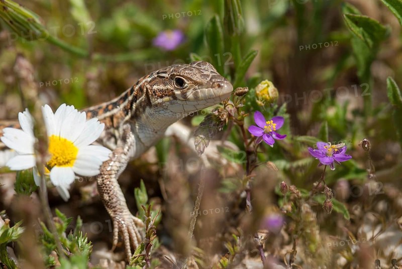 Acanthodactylus erythrurus, European fringe finger, spiny-footed lizard, critters, lizards, lizards, extremadura, reptilia, reptiles, Spain