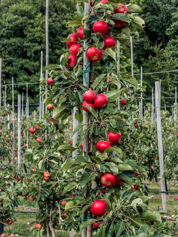 Red apples (such as the Discovery variety) in the Kivik fruit-growing district, Simrishamn Municipality, Skåne County, Sweden, Scandinavia